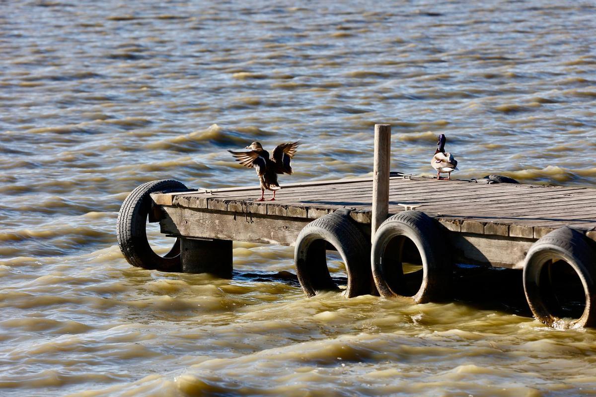 L'Albufera marrón por efecto del viento de poniente, que remueve los sedimentos