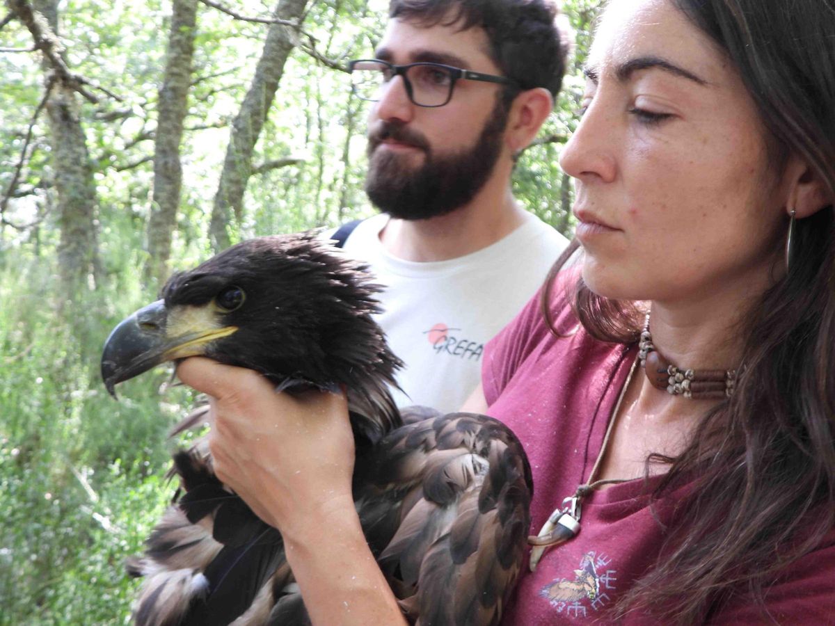 Colocación de un emisor GPS al pollo de pigargo europeo.