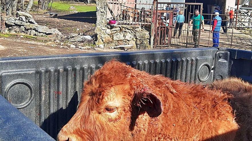 Nuevo ataque de lobo, esta vez en Galende: “si quieren que vendamos las vacas que lo digan”