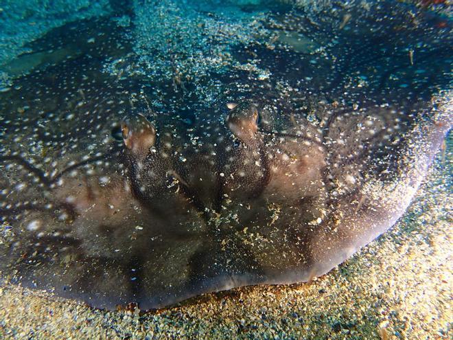 La vida submarina en A Coruña tras la cuarentena