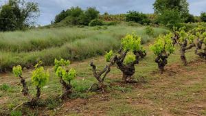 Viñas enlazadas en una de las fincas de El Pacto, en La Rioja.