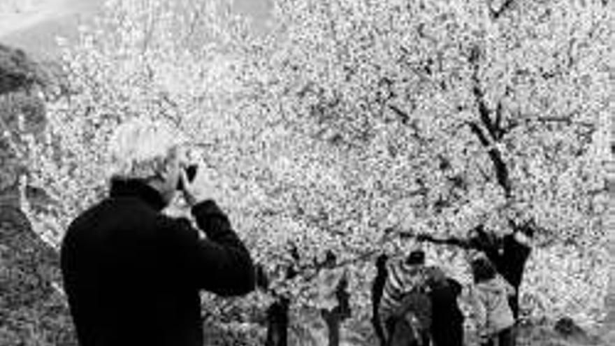 Arranca la floración masiva de los cerezos en el Jerte