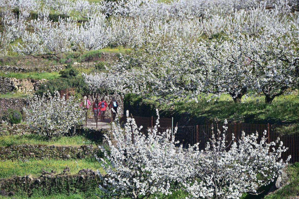 La Fiesta del Cerezo en Flor abre sus puertas en Tornavacas con un homenaje al trabajo y la resistencia del Valle del Jerte
