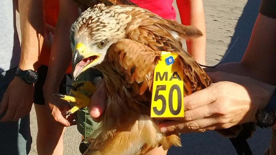 Der verletzte Rotmilan überlebte dank moderner Technik und wacher Vogelschützer.