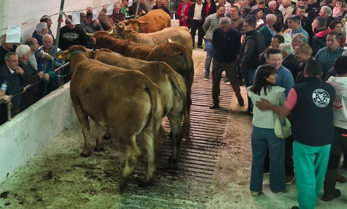 Los cinco ejemplares subastados en Becerreá