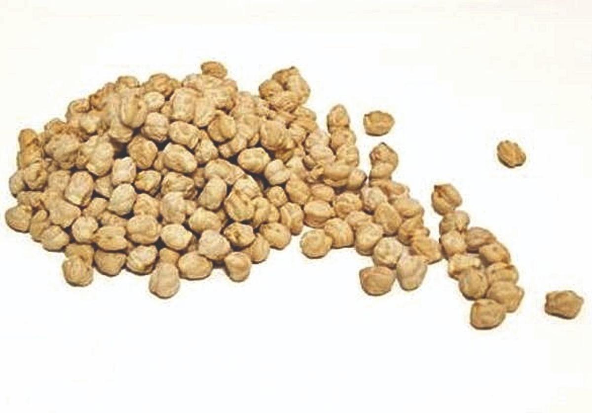 Garbanzo lechoso.