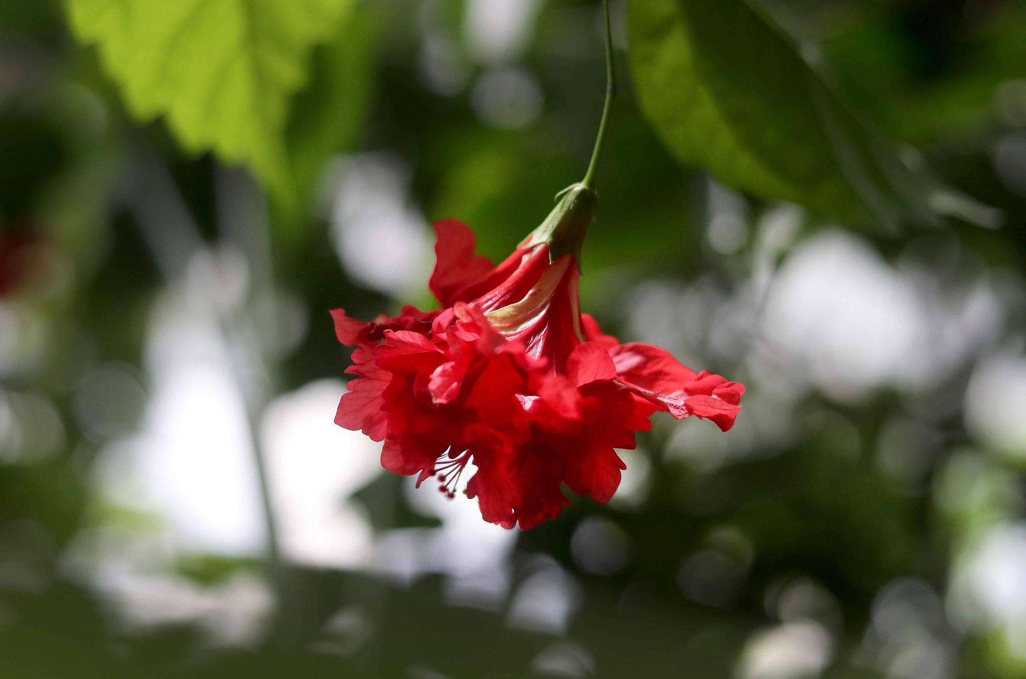 Las flores del Jardín Botánico en primavera