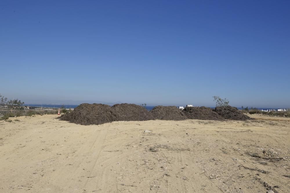 La explanada del parque del Mirador de la Casilla se ha convertido en un secadero de algas de la playa. La acumulación se realiza para facilitar el transporte posterior y rebajar el peso