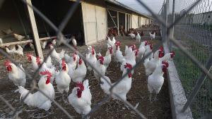 Pollos en una explotación mixta, que combina la semilibertad con el recinto cerrado.