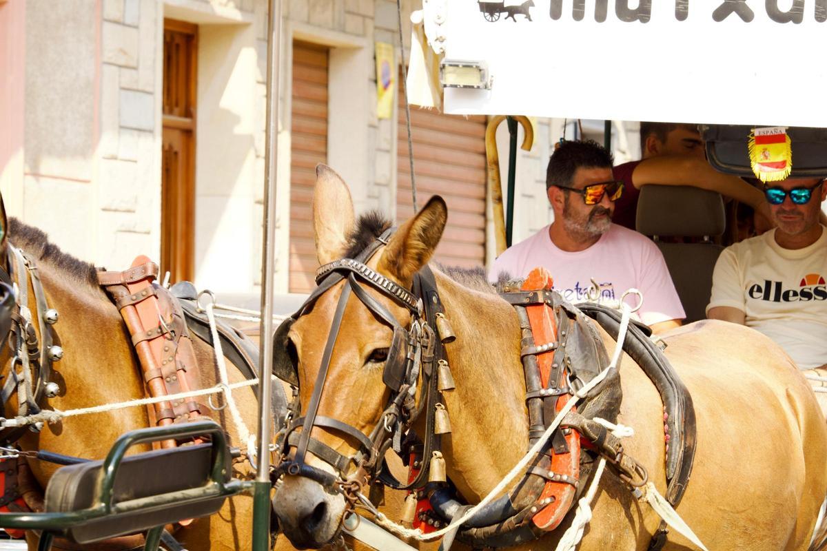 La Fireta de Sant Jaume de El Campello, en imágenes: carros y caballos vuelven a bajar hasta el mar