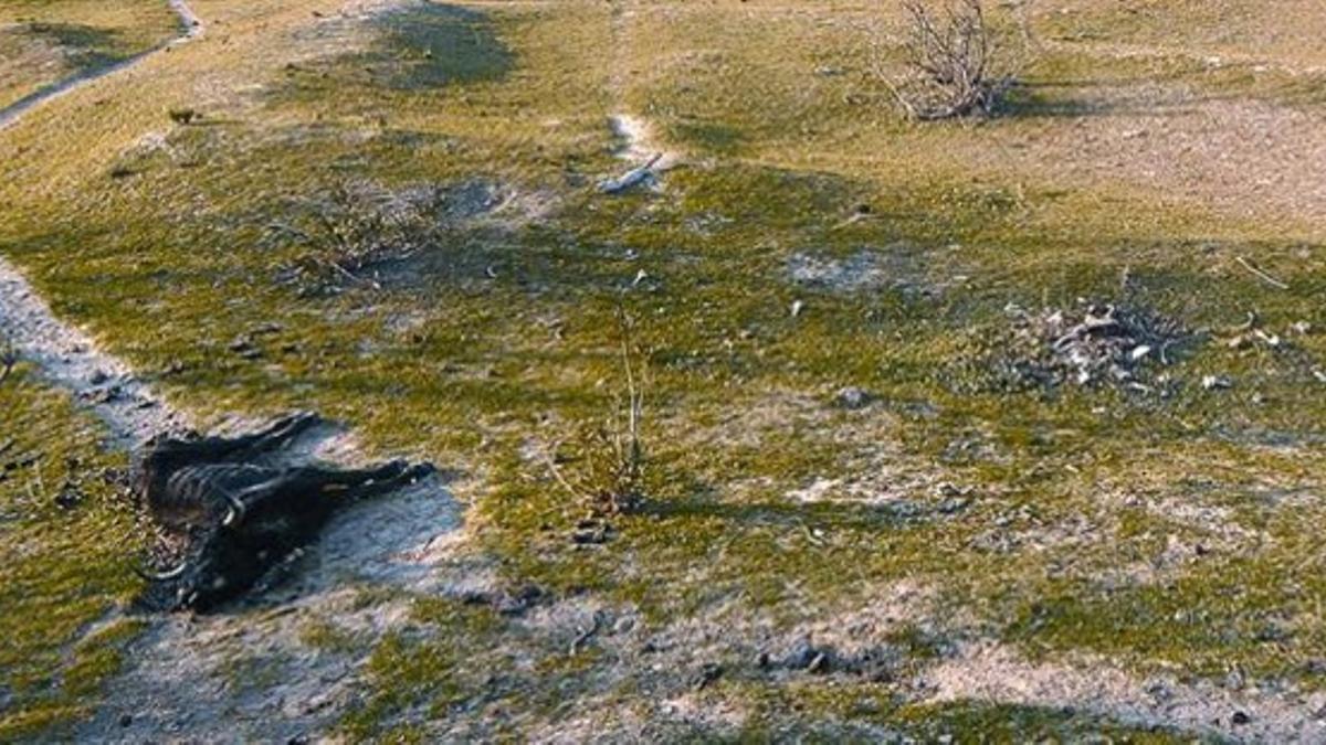 El cadáver de un toro en la isla de Vinallop, el jueves pasado.