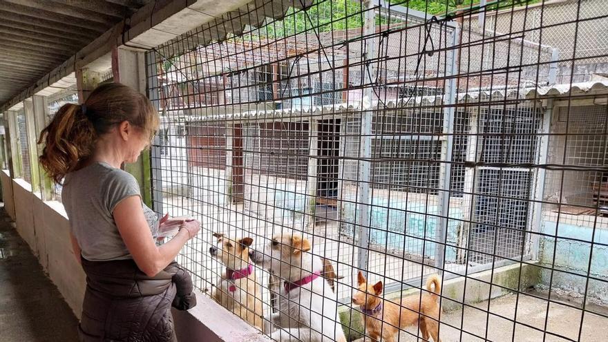 La Protectora de Morrazo, "sobresaturada", deja de recoger perros y gatos de otros municipios