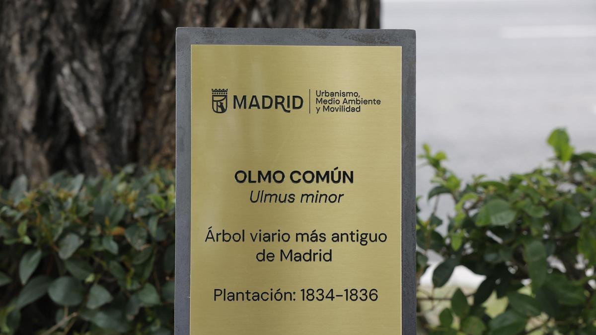 Madrid, la ciudad que perdió sus olmos: así ha cambiado el arbolado en los últimos 200 años