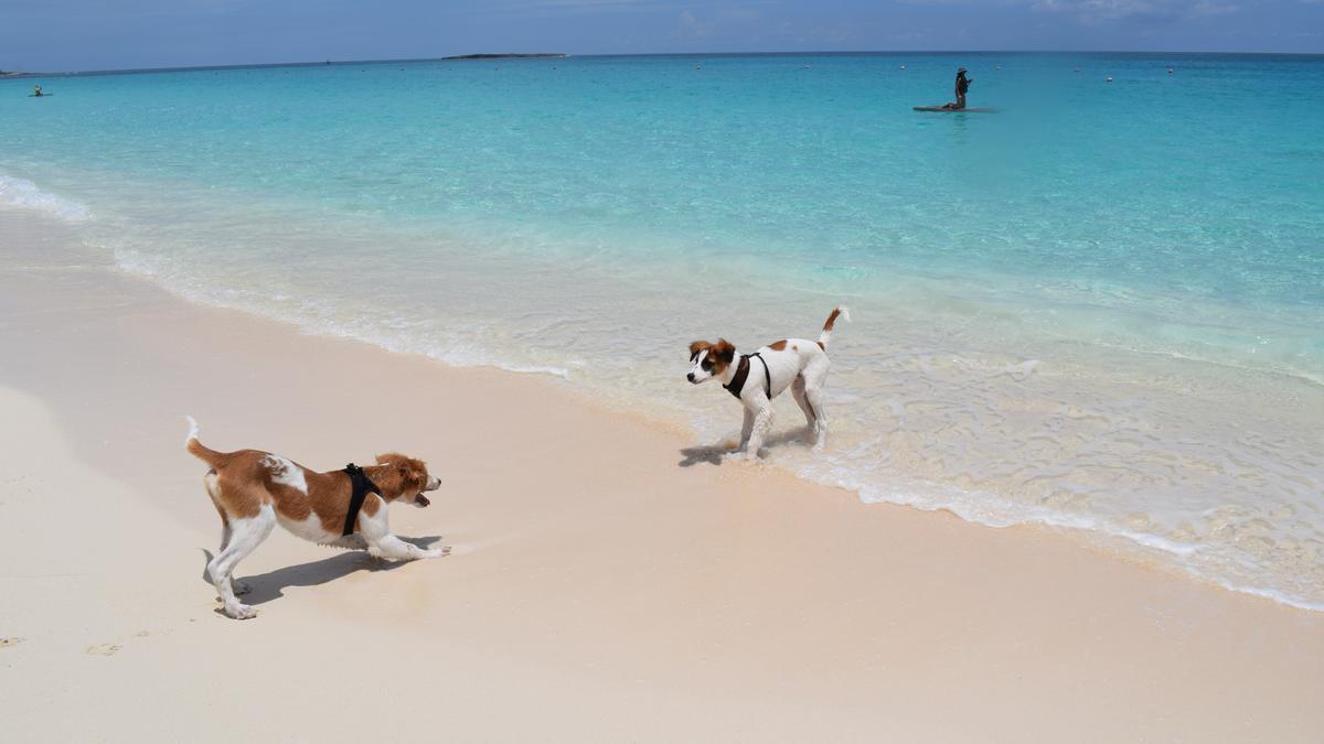 Dos perros juegan en la orilla.