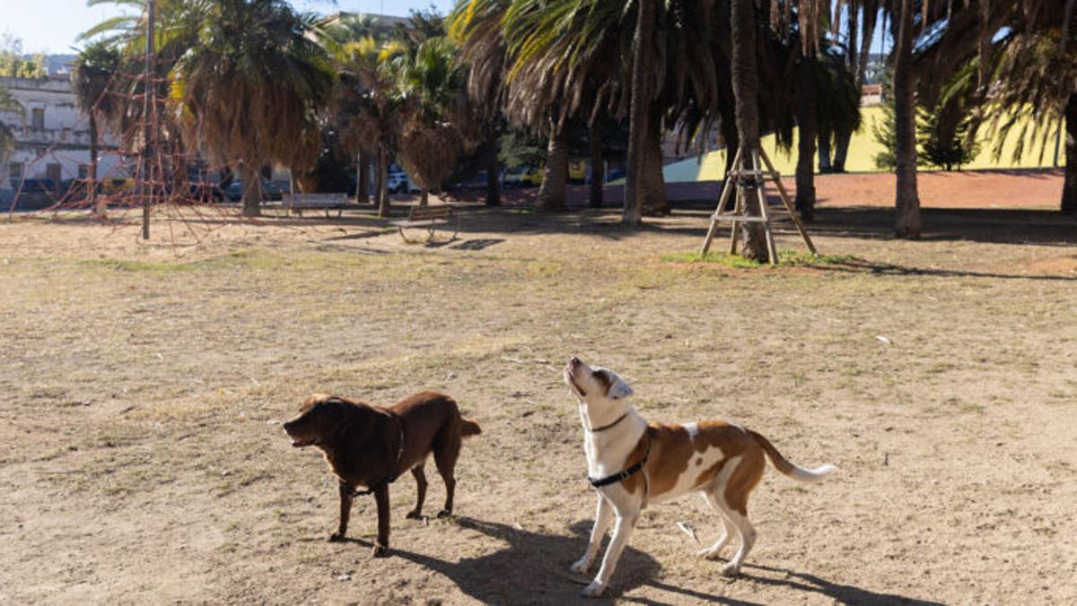 Dos perros juegan en un parque de Barcelona.