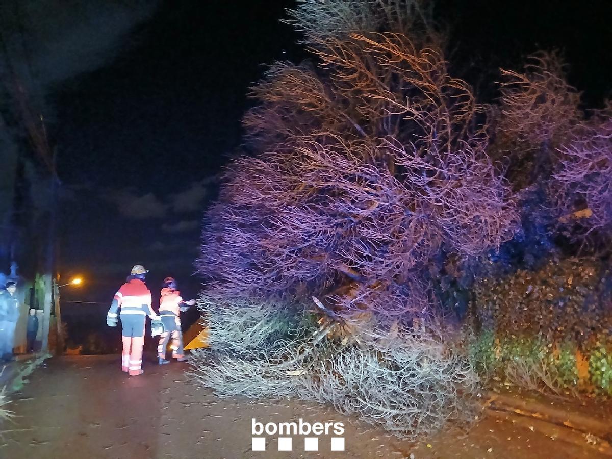 Els Bombers retirant un arbre que ha caigut en un carrer de la urbanització Mas Altaba, a Maçanet de la Selva.