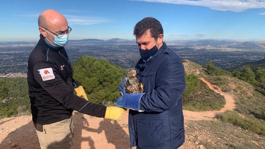 El director general del Medio Natural, Fulgencio Perona (d), momentos antes de liberar el ejemplar de azor recuperado de sus lesiones.