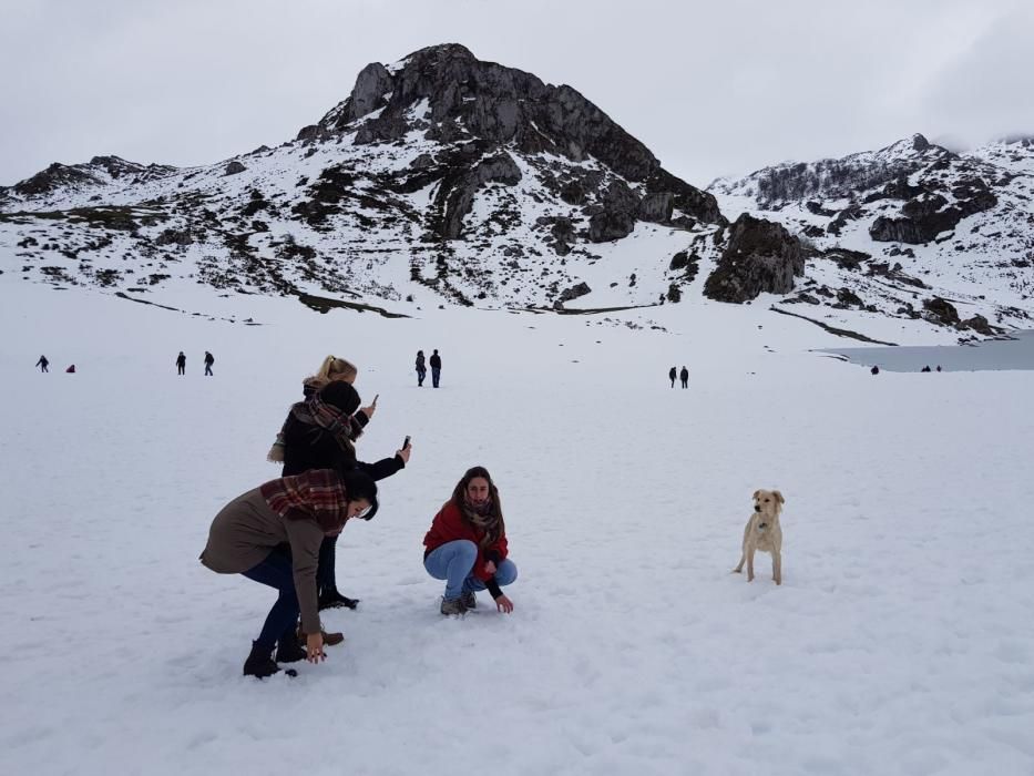 Tras el temporal, decenas de familias acuden a los Lagos de Covadonga a disfrutar de la nieve.