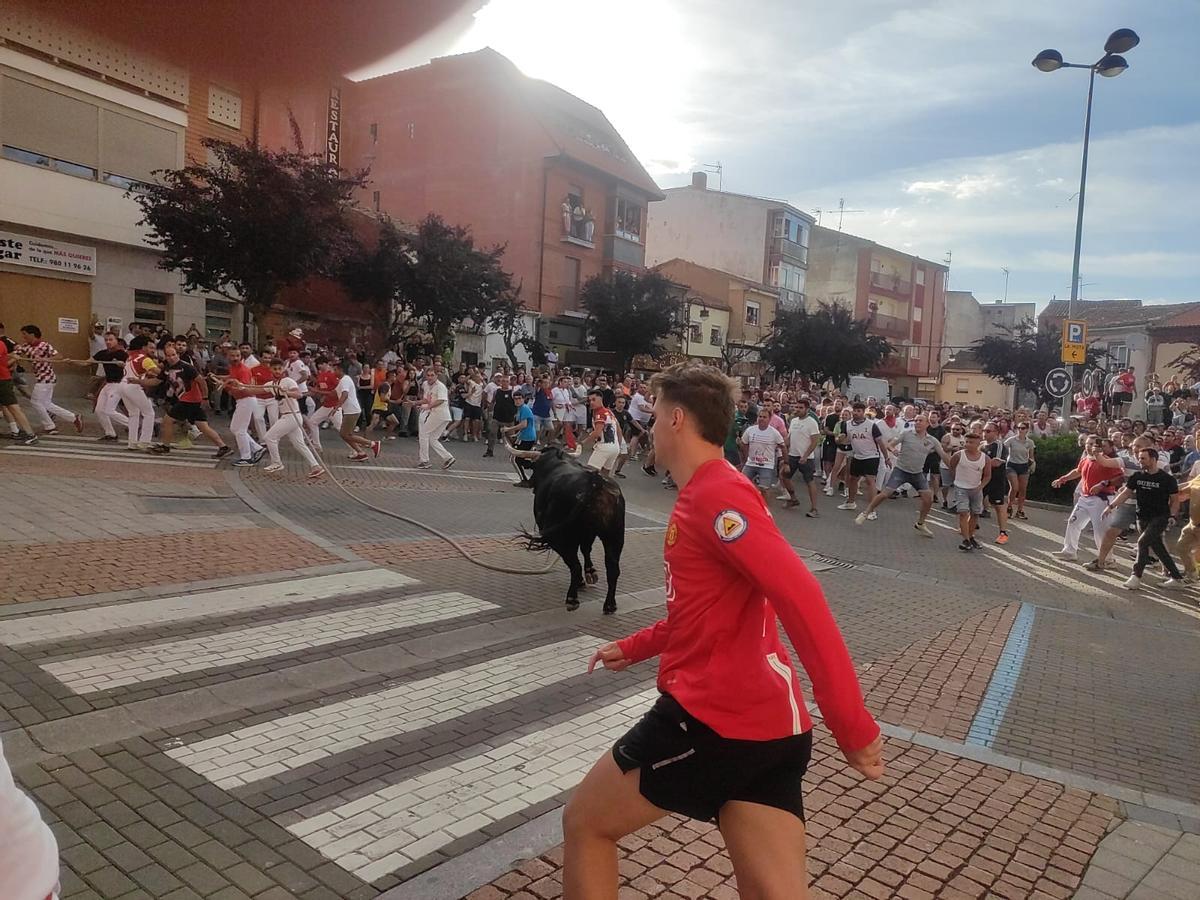 Así fue el recorrido del Toro Enmaromado Glorificado, por las calles de Benavente Así fue el recorrido del Toro Enmaromado Glorificado, por las calles de Benavente