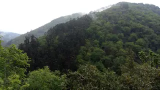 Denuncian que la moratoria al eucalipto en Galicia es "un burdo engaño"