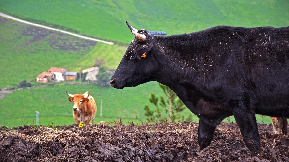 Algunos de los animales de Simona Ángel, en el monte donde se crían en Cogollo.