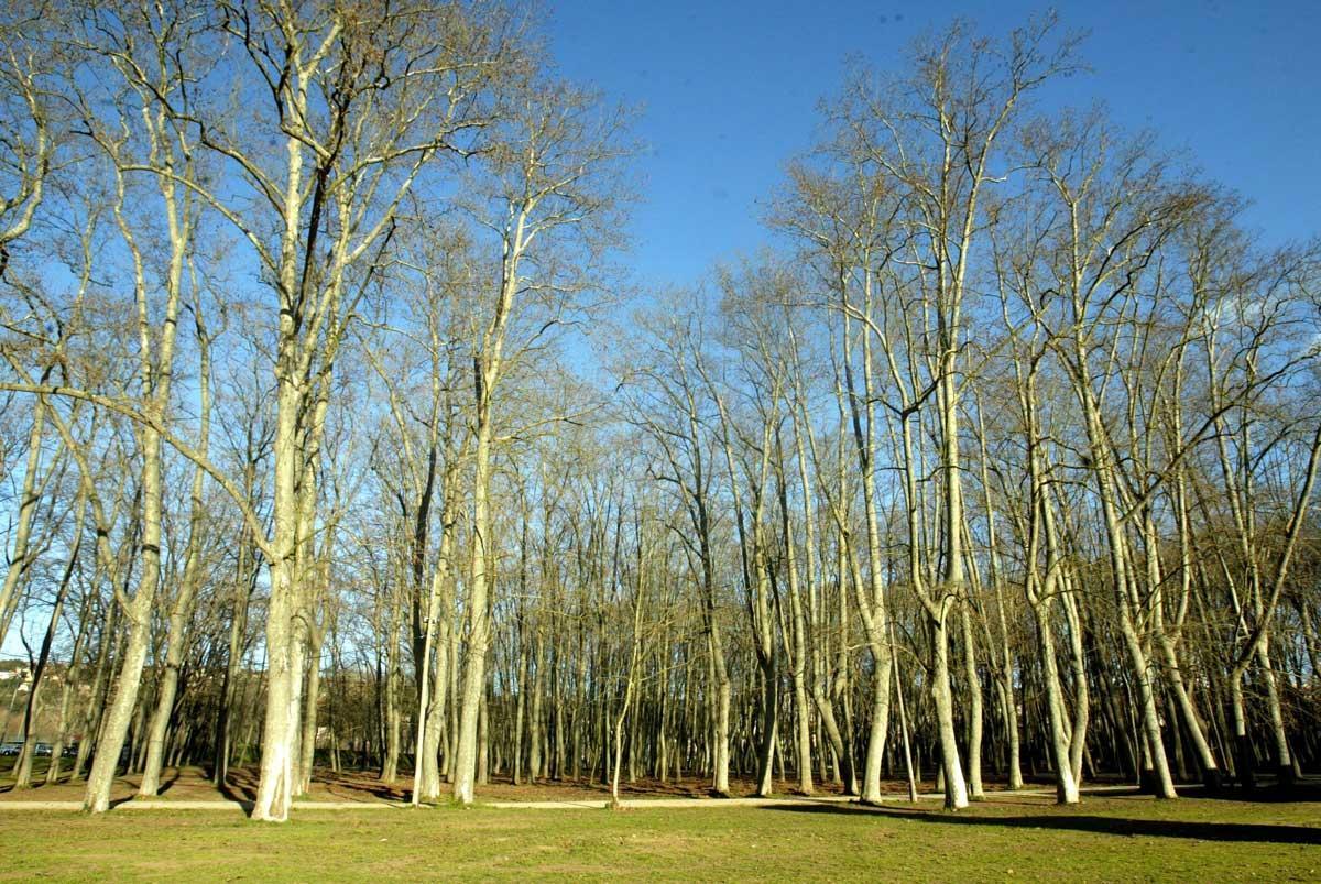 Parque de la Devesa de Girona, donde están los árboles más altos de Catalunya.
