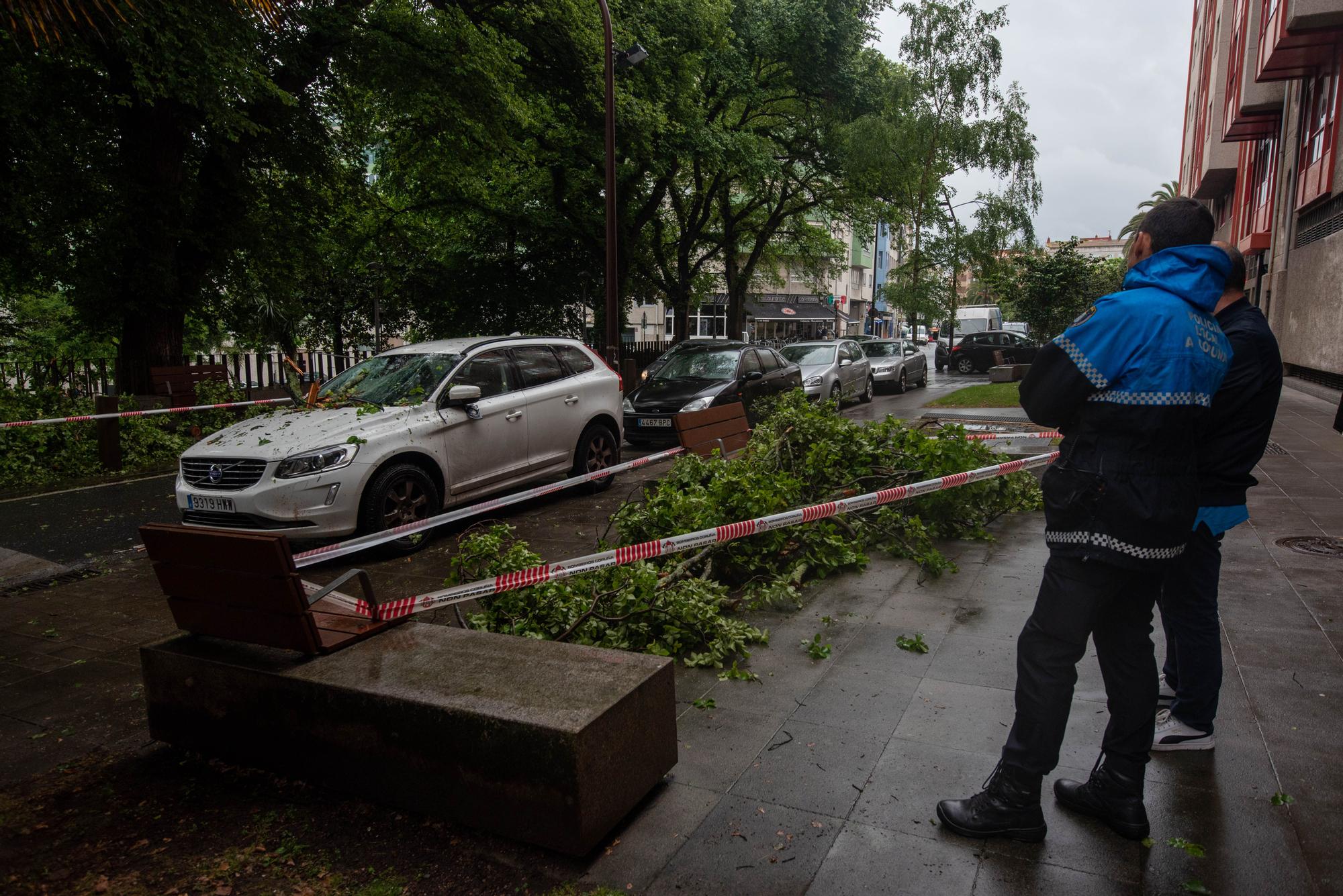 Cae un árbol en la calle Orillamar