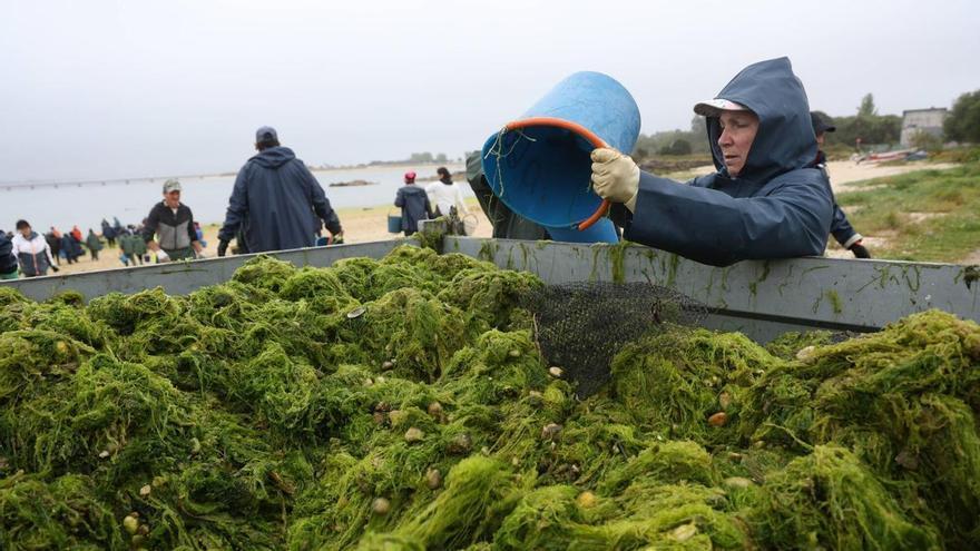 Galicia analizará el potencial de las algas como alimento de alto valor para el ganado