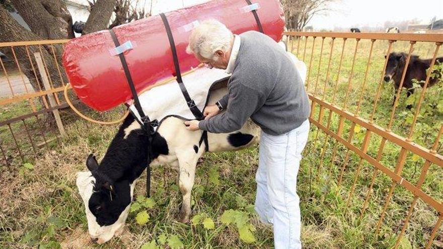 Requiem por las &#039;vacas mochileras&#039;