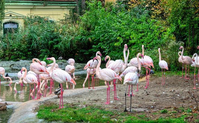 zoo de Schönbrunn, viena