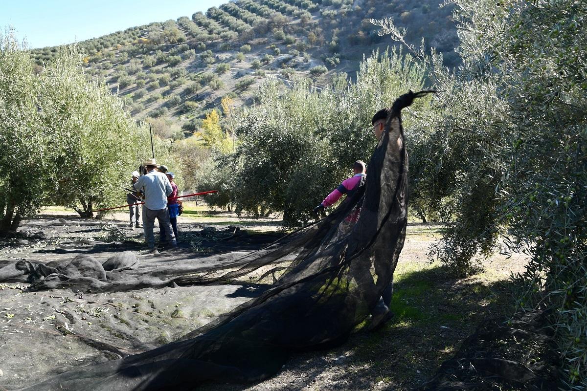 Recogida de la aceituna en una explotación olivarera de Baena.