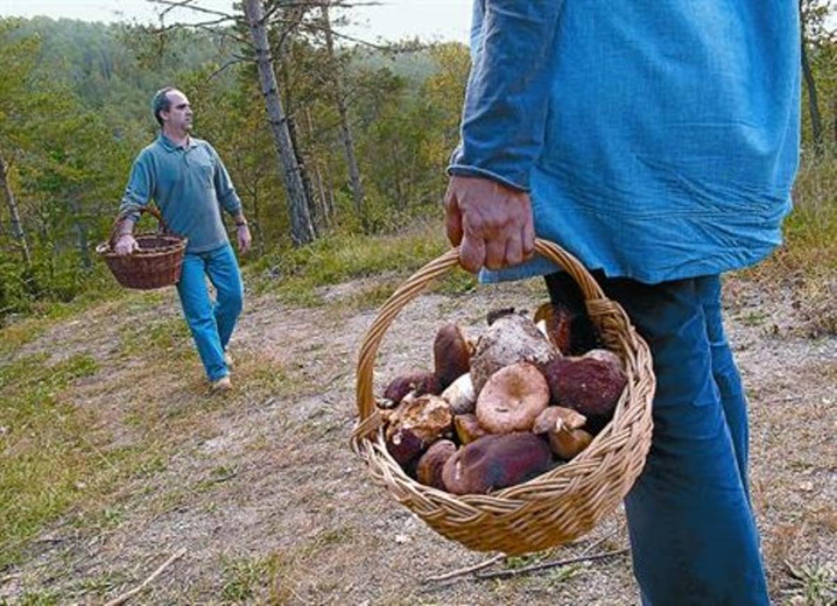 Dos boletaires, en un bosc català, aquest mes. Dos boletaires, en un bosc català, aquest mes.