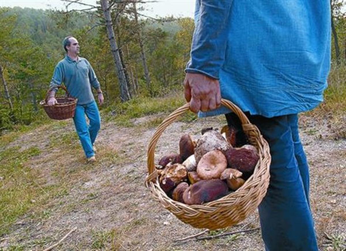 Dos boletaires, en un bosc català, aquest mes.