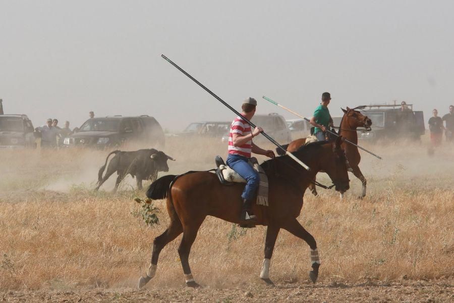 Fiestas en Zamora: Encierro en Villalpando