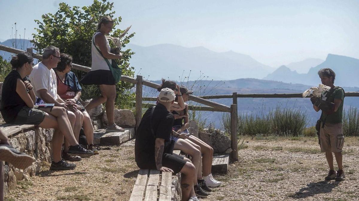 El vol de les aus rapinyaires, com ara l’òliba, és una de les activitats més atractives del Zoo del Pirineu