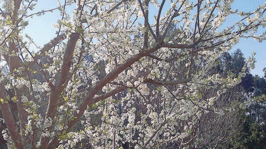 Imagen de frutales en flor tomada la semana pasada.  //  Faro