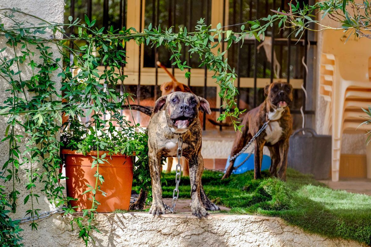 Dos de los perros que atacaron al vecino de Pinoso.