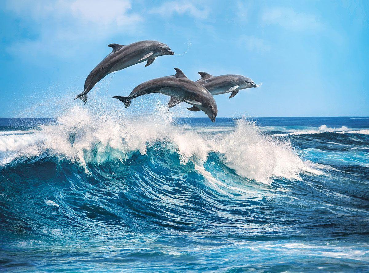 Delfines en mar abierto