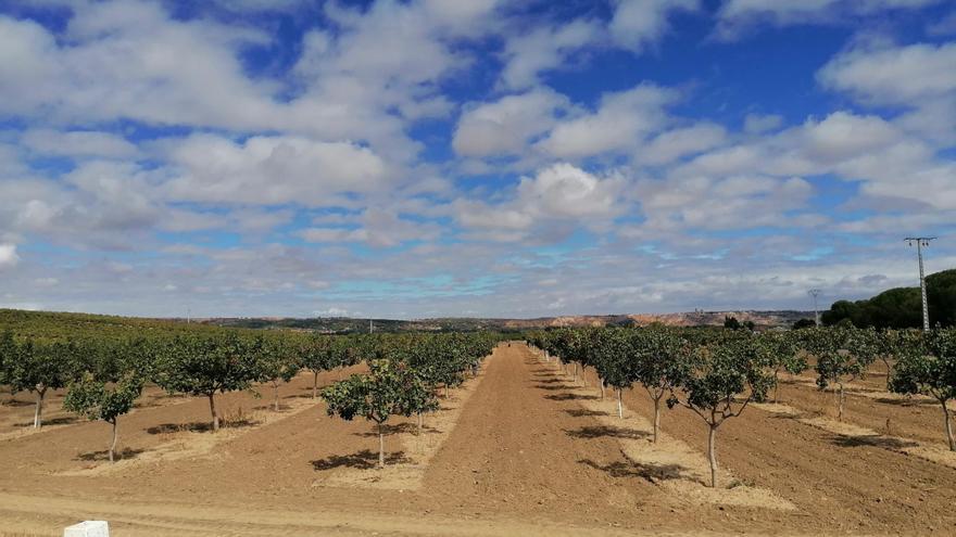 Toro, sede de una jornada sobre el riego de pistachos