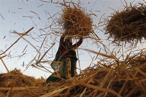 Un granjero separa la hierba de las semillas de arroz (India)