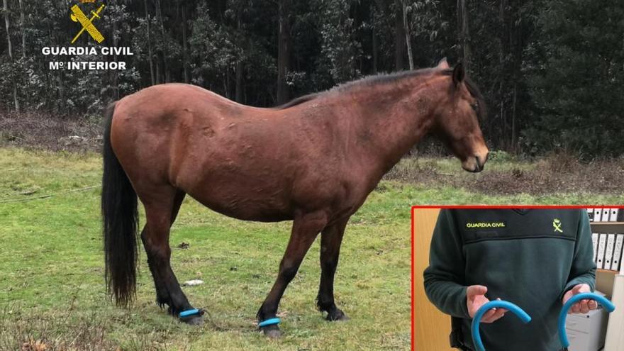 Imagen del caballo liberado por la Guardia Civil.