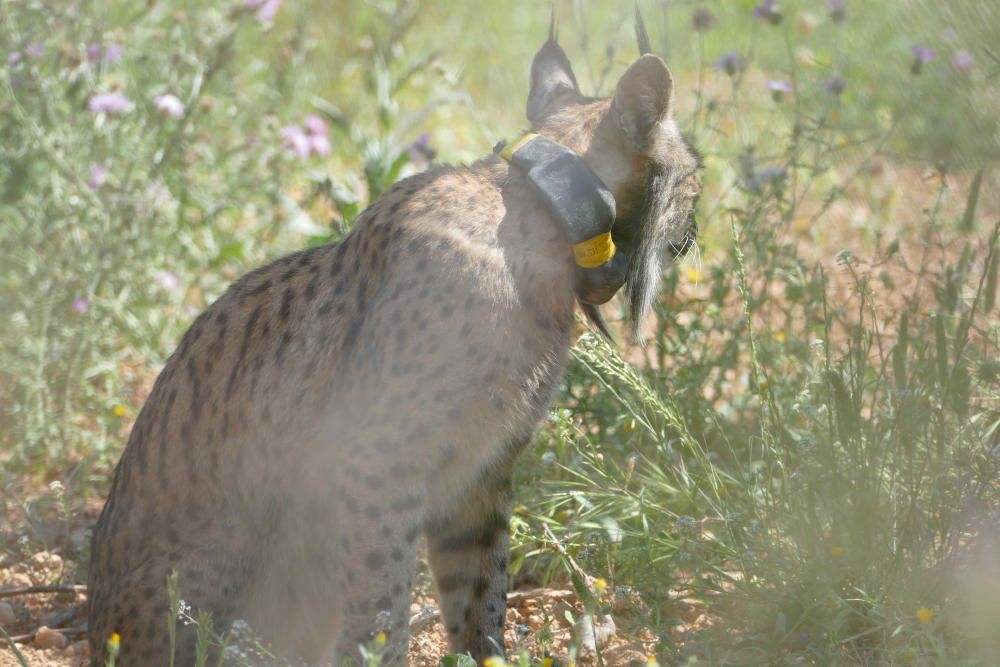 El linx albirat a l'àrea metropolitana de Barcelona.