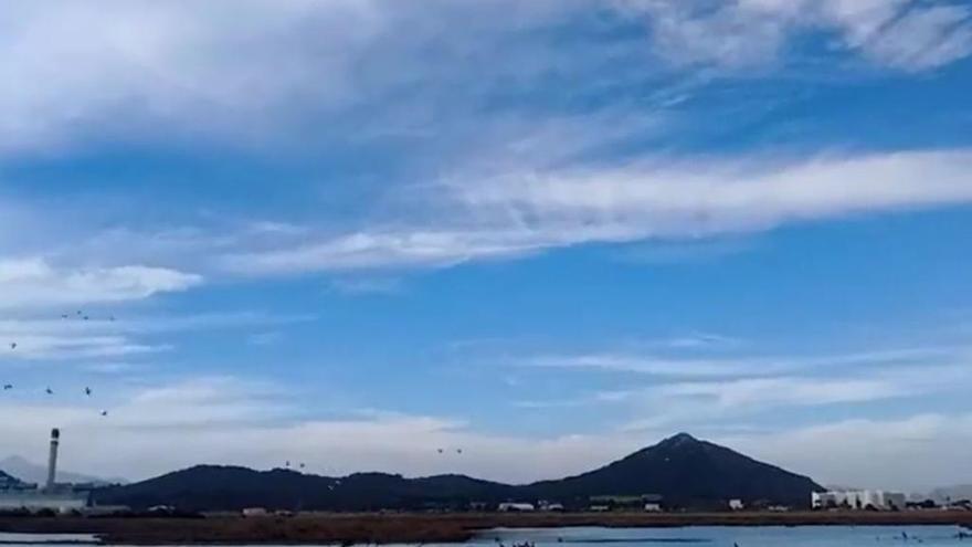 Imagen captada por el GOB del helicóptero que sobrevoló el viernes el parque natural de s&#039;Albufera.