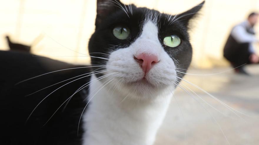 Un gato de la Sociedad Protectora de Animales y Plantas de Málaga.