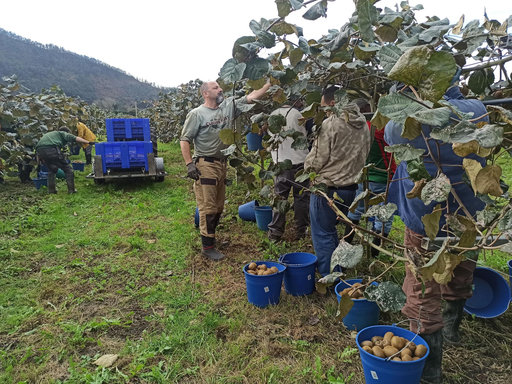 EN IMÁGENES: Inicio de la cosecha de kiwis en Pravia