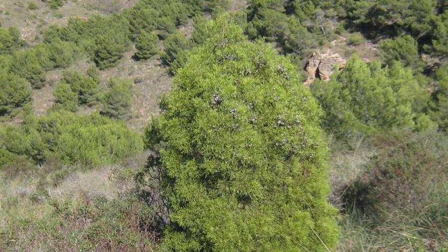 Uno de los bosques de ciprés de Cartagena, en la sierra de la Fausilla.