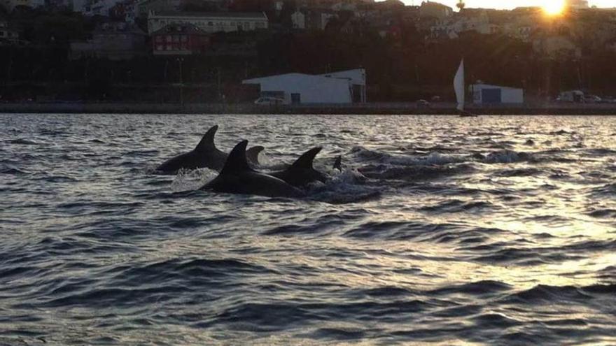 Un grupo de delfines, con Ribadeo al fondo.