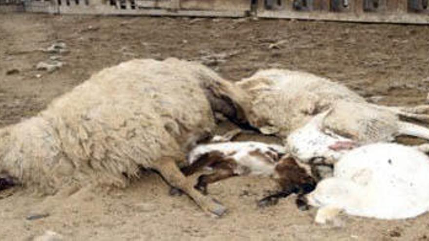 Imagen de una de las ovejas muertas tras el ataque de los perros salvajes.