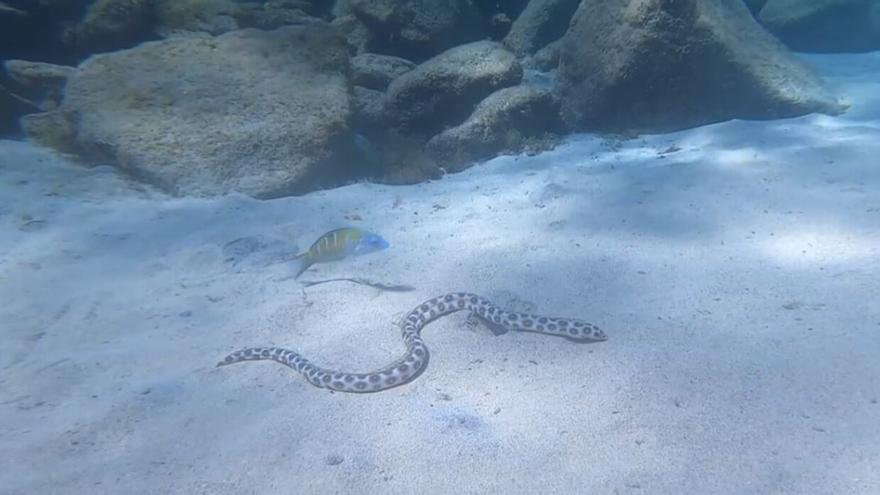 'Carmelita', la serpiente que se pasea por una conocida playa de Canarias como una bañista más