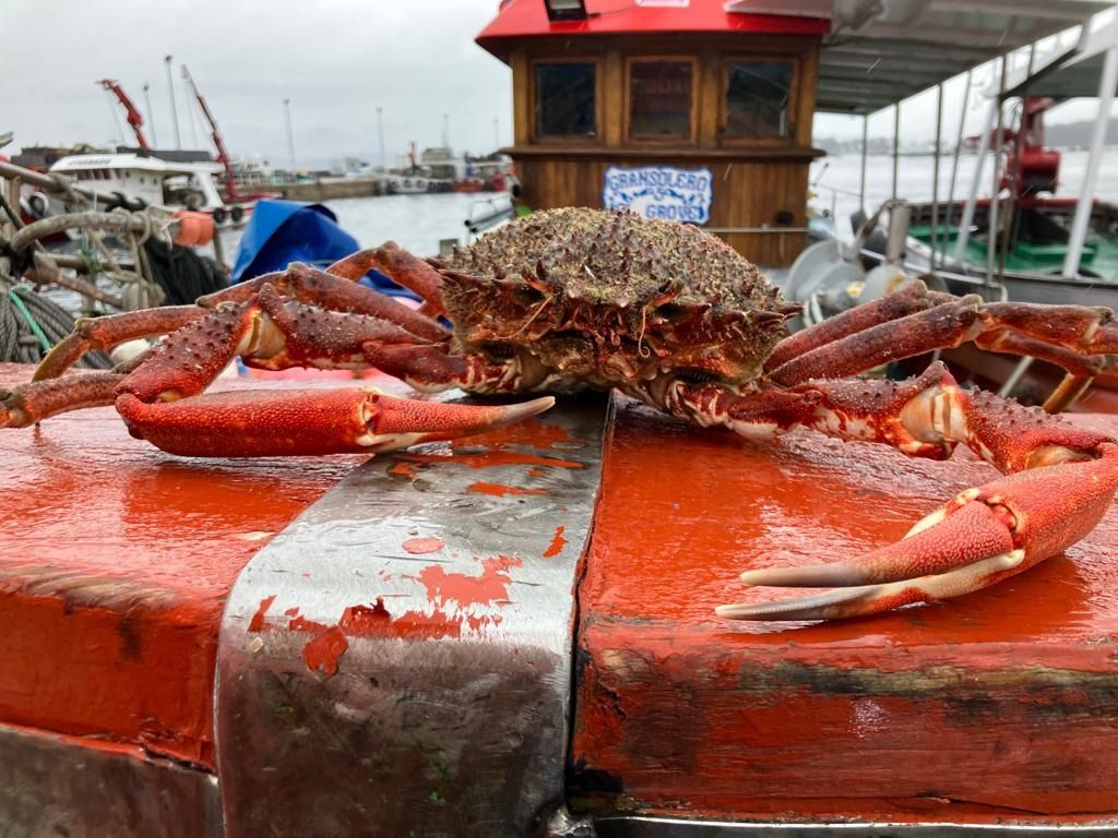 Descargas de centollo en el puerto de O Grove, esta tarde.